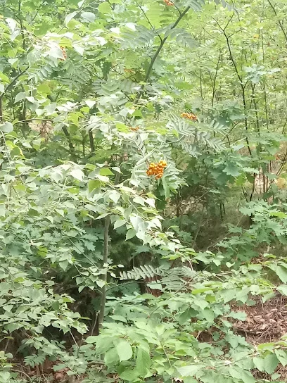 Mini singletrack (turystyczna trasa rowerowa)